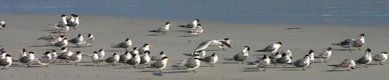 [Birds on the beach - Seal Bay, Kangaroo Island, SA]