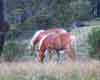 [Butterscotch Horses]