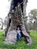[Clara inside River Red Gum]