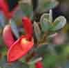 [Cockie's Tongue (Templetonia)]