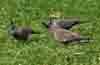 [Crested pigeons (Adelaide Parklands)]