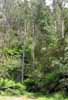 [Ferns and forest near Olsen Lookout]