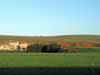 [More fields (and cattle)]