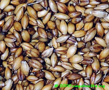 [Freshly laid out germinating barley]