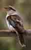 [Kookaburra sitting in the old gum tree...]