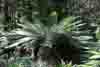 [Large fern at Dismal Swamp]