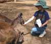 [Lucy feeding kangaroo]