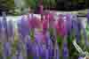 [Still more Lupins]