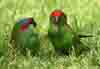 [Musk lorikeets - Tusmore Park]