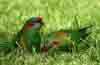 [Musk lorikeets - Tusmore Park]