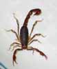 [Scorpion]