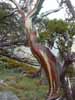 [Snow Gum Closeup]