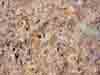 [Stones in Aggregate in Brachina Creek]