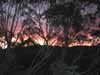 [Sunset through the gums]