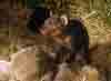 [Tassie Devil]