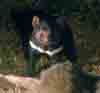 [Tassie Devil]