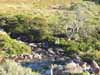 [Thredbo River - near the source]