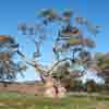 [Gum Tree(s)]