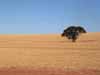 [Wheat fields]