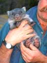 [Ray and Wombie (notice 