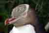 [Yellow-eyed penguin]