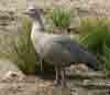 [Cape Barren Goose at Flinders Chase National Park]