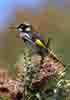 [New Holland Honeyeater (at Stokes Bay Bush Garden)]