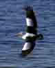 [Australian Pelican]