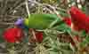 [Rainbow Lorikeet on Scarlet Bottlebrush]