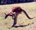 [Red Kangaroo at Cleland Wildlife Park]