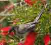 [Red Wattlebird on Scarlet Bottlebrush]