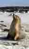 [Australian Sea Lion at Seal Bay]