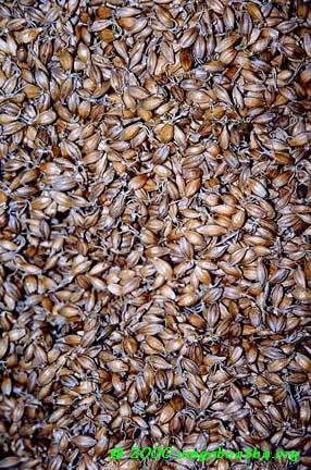 [Two day old germinating barley]